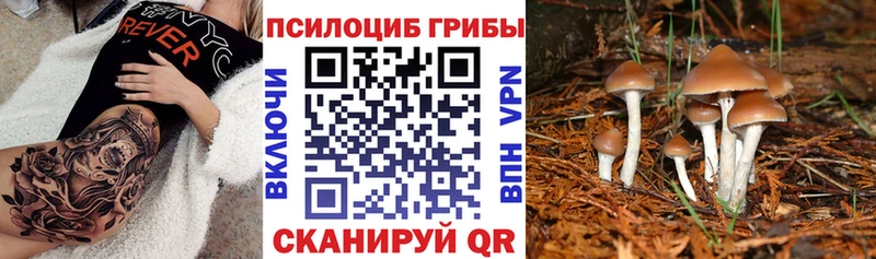 Псилоцибиновые грибы Psilocybine cubensis  Лихославль 